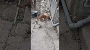 Собачий бой. Такса против Алабая...