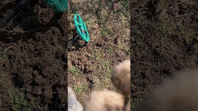 Радость кладоискателя в древнем посёлке 💍💍💍💍💍💍💍💍💍💍💍💍💍