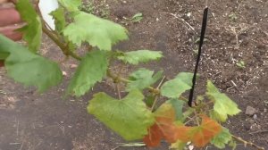 Виноград .Вызревание лозы в открытом грунте на 09.10.2022г.