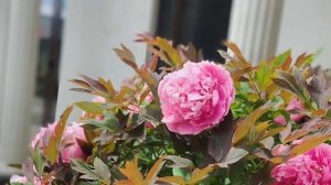 Пионы, древовидные пионы.mp4