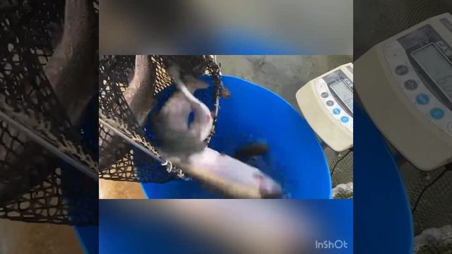 Форель в рыболовном клубе Ольгово. смотреть онлайн