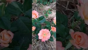 Роза Самаритан (Harverag, Сэмэритэн, Самаритянин ).