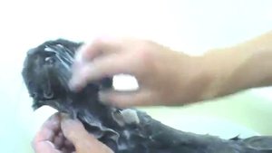 Как вывести у кошки блох не используя химию