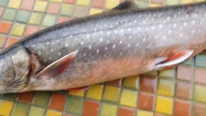 Рыбалка на рыбу Палия. Московская область - Рыболовный клуб Ихтиолог