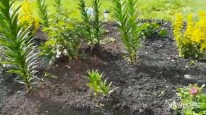 Это гортензия? Посадили хосту/Цветник