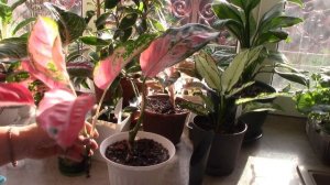 Спасаю алоказию, переукореняю аглаонему.