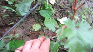 Виноград из косточки это реально.Супер результат прироста винограда из косточки лоза больше 2 метро