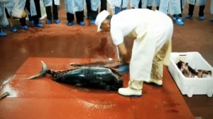 Испания Морепродукты - Показательно Учебная Разделка Тунца