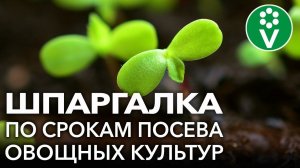 РАССАДА НЕ ПЕРЕРАСТЕТ - ПОСЕЙТЕ В ЭТИ СРОКИ! Узнайте точную дату посева томатов, перцев, баклажанов