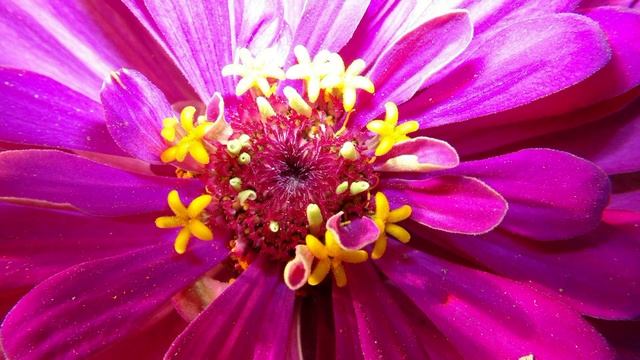 Красивые Садовые цветы Цинния Beautiful garden flowers