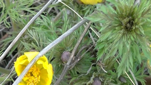 ☘ Адонис весенний (Горицвет весенний) | Лекарственные растения смотреть онлайн