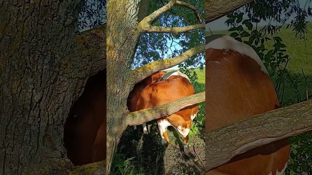 Чесалка для коров 🐄👍Лучше не бывает 👍👍👍