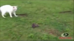 Кот Против Змеи! Ну и Реакция! Жесть!