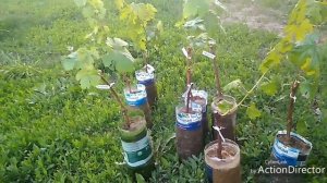 Подготовка саженцев винограда к посадке.