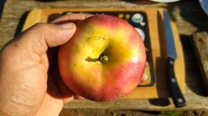 Сравнение Хани Крисп, Чемпион, Лобо