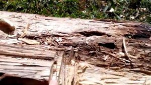 Железное дерево