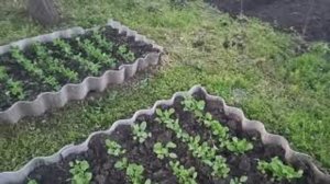 32. ПОСАДКА ОГУРЦОВ В ОТКРЫТЫЙ ГРУНТ / ПРОПОЛОЛА ЛУК И ЧЕСНОК