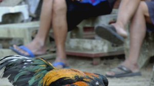 ЗВУК ПЕТУХА.? Или как говорит петух. ПЕТУХ ПОЕТ. КРИК ПЕТУХА. Кудахтанье или голос курицы.