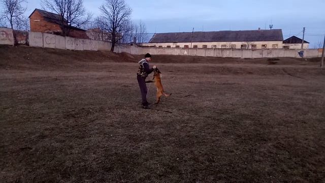 Работа бельгийской овчарки | Cобака бельгийская овчарка