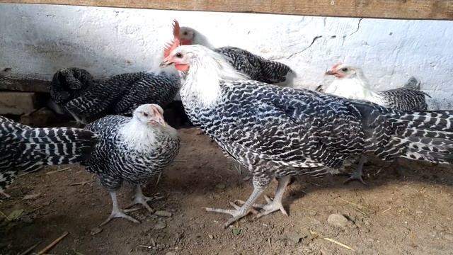 Куры клюют яйца, выдёргивают перья, каннибализм .Chickens peck eggs, pull out feathers, cannibalism