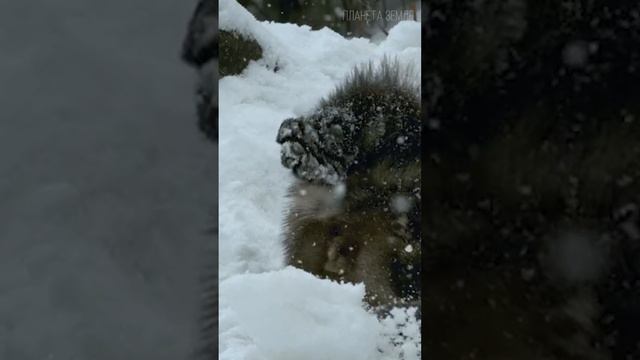 Росомаха: Повелительница Тайги 😉 #природа #животные #росомаха смотреть онлайн