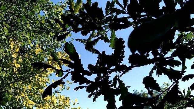 16 августа.АНТОНОВ ДЕНЬ. Как не остаться с пустым кошельком.НАРОДНЫЕ ПРИМЕТЫ