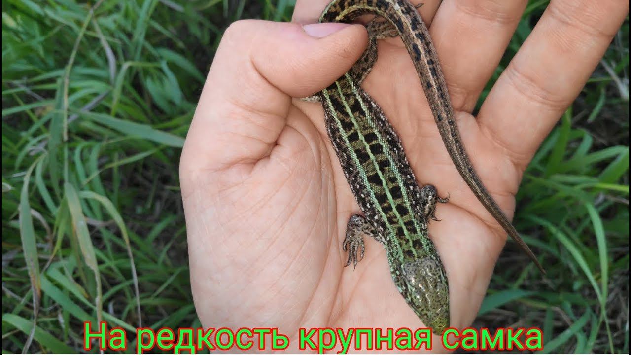 Очень крупная самка / пресмыкающиеся / ящерица прыткая