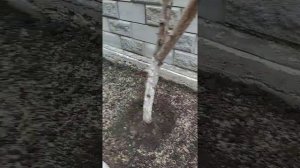 Как правильно засеять газон . Делаем сами красивый газон возле дома. Фишки , рекомендации!