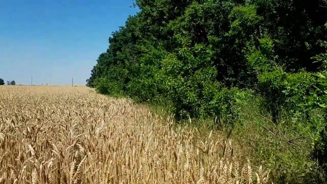 САМВЕЛ АДАМЯН \ ДИАНА И КАРИНА СТЫДЯТСЯ СВОЕГО ДЯДЮ И БАБУШКУ. Т.В РАССКАЗАЛА КАК СТРЕЛЯЕТ ГАУБИЦА смотреть онлайн