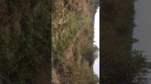 заготовка прута ивы для лозоплетения