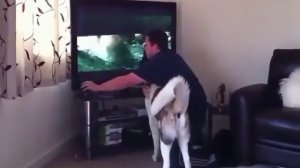 Собака пытается защитить хозяина