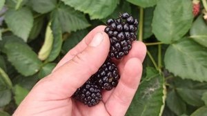 Ежевика Натчез - изумительный сорт! Начало плодоношения. Омск, 01.08.2021