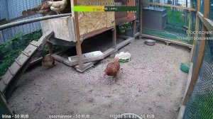 Курятник. Жизнь в курятнике. Можно покормить онлайн. Chicken coop stream. Online feed