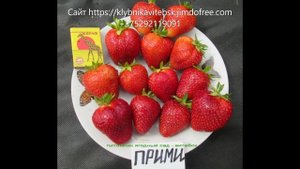 САЖЕНЦЫ КЛУБНИКИ -купить в Беларуси  и России