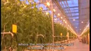 ООО «Тепличный комбинат «Майский»