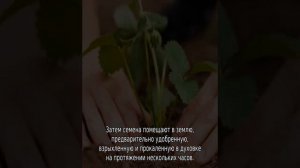 Земляника Гирлянда