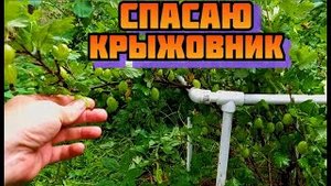Делаю подставку под крыжовник из пластиковых, полипропиленовых водопроводных труб пвх