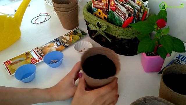 Выращиваем рассаду ДЫНИ смотреть онлайн