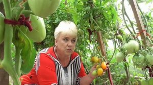 ТОМАТ "РУССКИЕ КОЛОКОЛА". ОБЗОР. Ольга Чернова.
