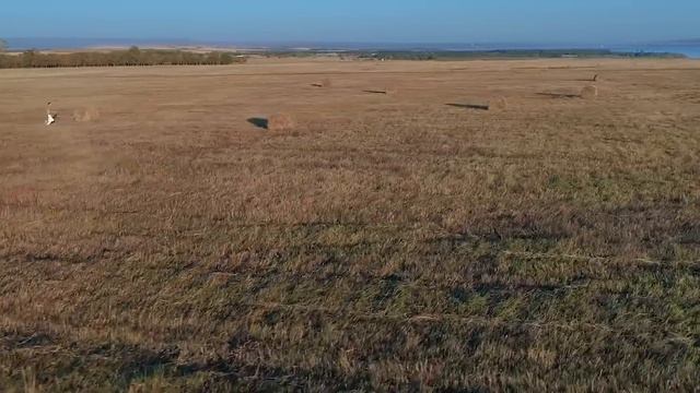 Первое в мире AIRSHOW на воздушном шаре с пилоном