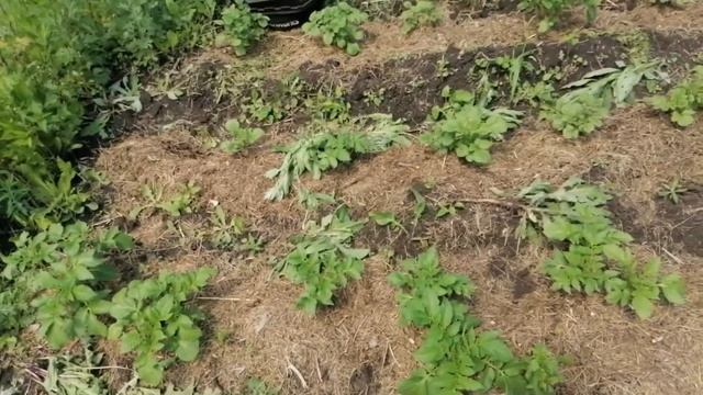 Выращивание картофеля под мульчей. 2021г Часть 1. смотреть онлайн