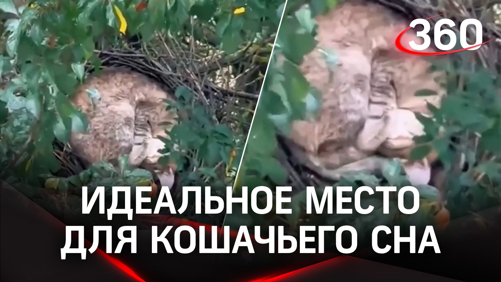 Коты выселяют птиц из гнёзд: новый вид пернатых заметили в Москве
