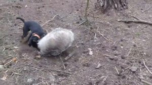 Работа ягдтерьера по барсуку