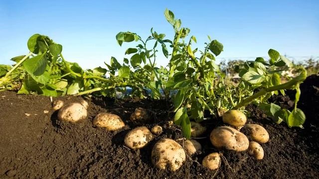 КАРТОФЕЛЬ ДЛЯ ПОСАДКИ  - КАКИЕ СРОКИ СОЗРЕВАНИЯ