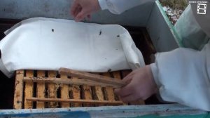 ПОСЛЕДНИЕ ОСЕННИЕ РАБОТЫ НА ПАСЕКЕ. ПОДГОТОВКА ПЧЕЛ К ЗИМЕ. ЛЮБИТЕЛЬСКОЕ ПЧЕЛОВОДСТВО