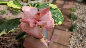Double pink variegata #Аннаост #Annaost #гибискуссортовой #Гибискус #hibiscus #GeraGibis #герагибис