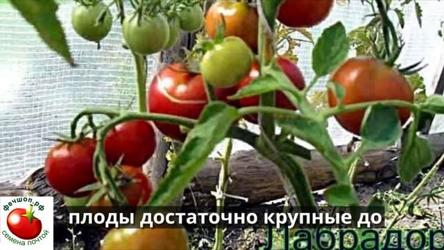 Обзор урожайных сортов томатов для открытого грунта