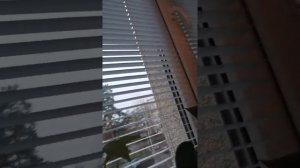 Как вырастить каштановое дерево?
