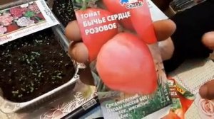 КАК ВЫРАСТИТЬ ТОМАТЫ КРЕПКИМИ И КОРЕНАСТЫМИ через рассаду как посеять помидоры из семян.mp4