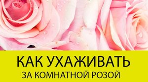 Как ухаживать за розой в горшке.Как ухаживать за домашней розой.